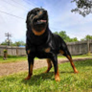 Meet your Posher, Van terry